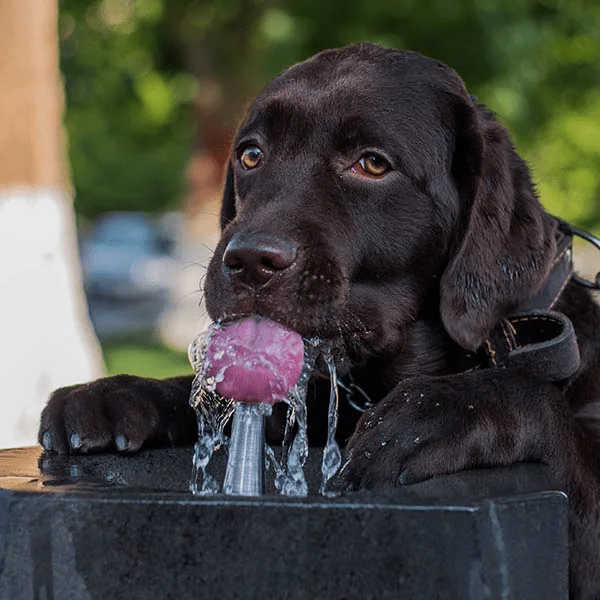 golpe de calor en perros