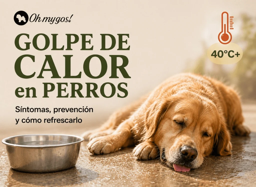 golpe de calor perros síntomas, prevención y cómo refrescarlo oh my gos