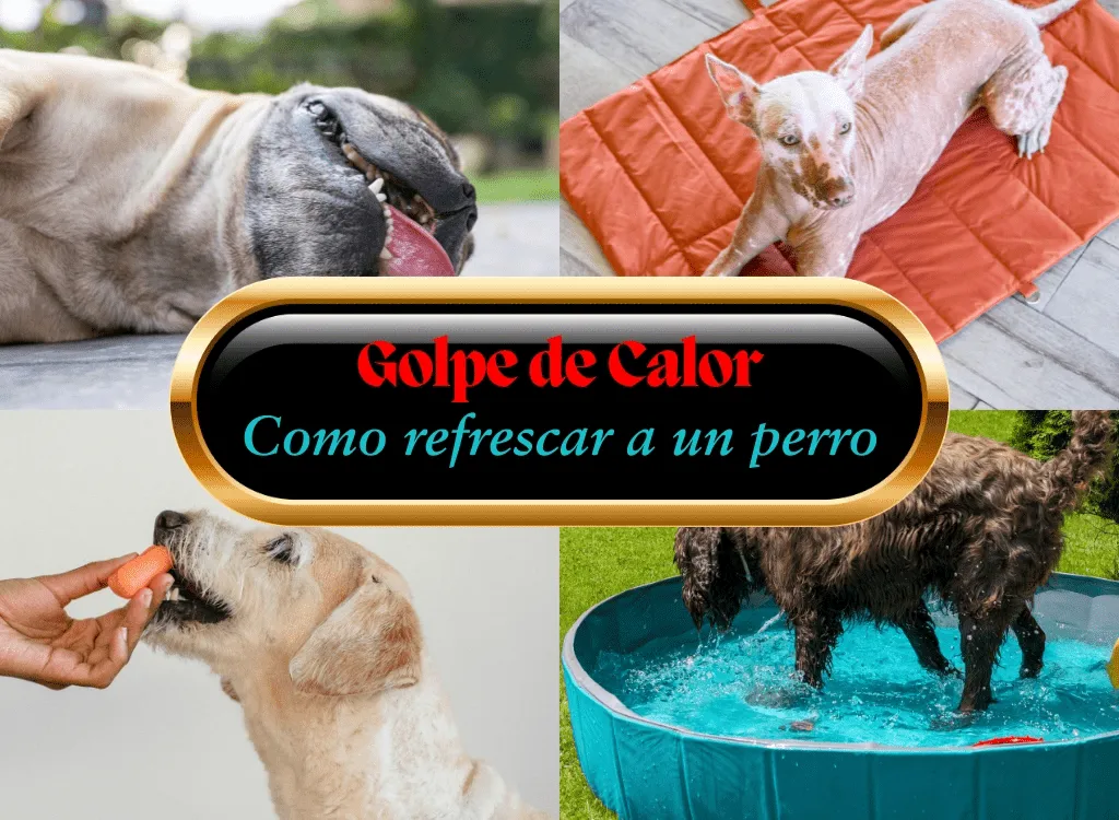 golpe de calor perros síntomas, prevención y cómo refrescarlo oh my gos