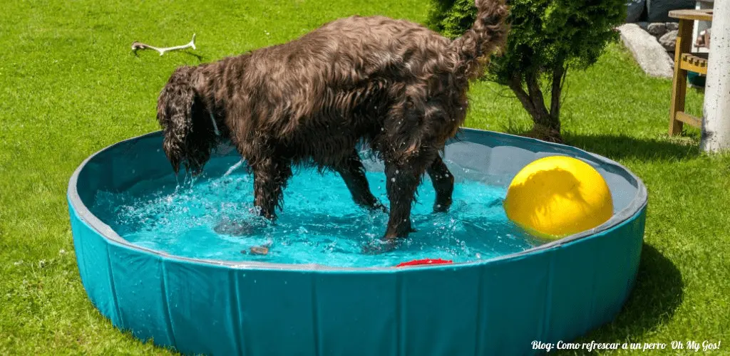 como refrescar a un perro blog oh my gos