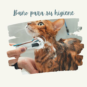 higiene de gatos baño