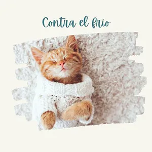 gato cachorro con jersey