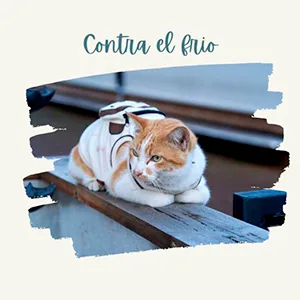 gato en jardin con jersey