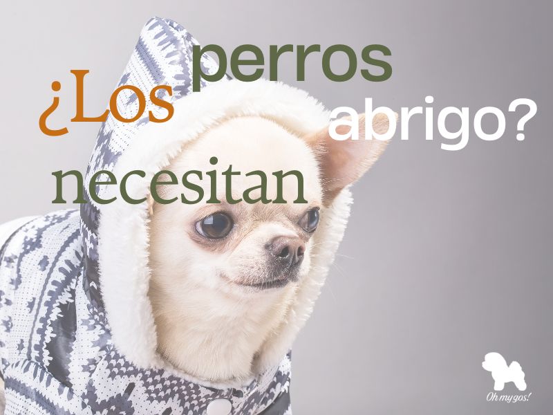 Los perros necesitan abrigo en invierno