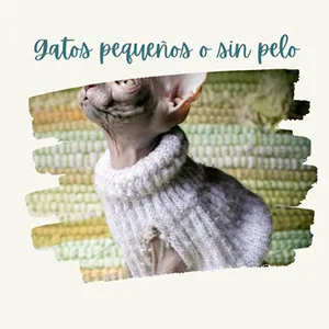 gato sphynx con jersey