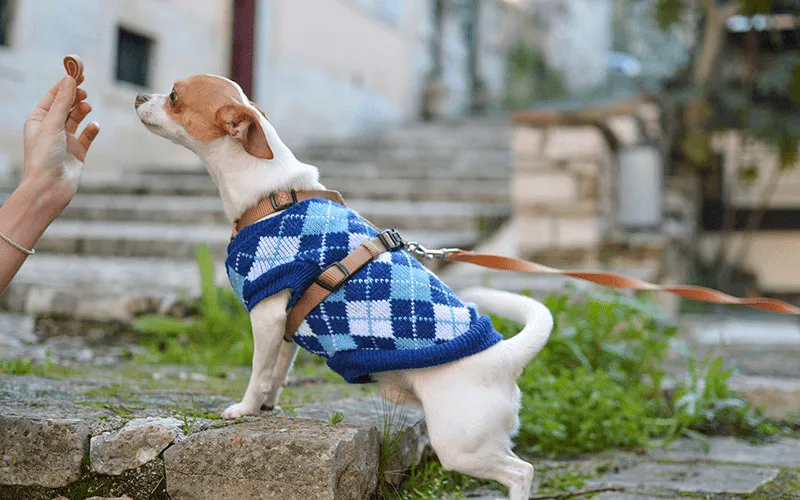 ropa de perro para invierno