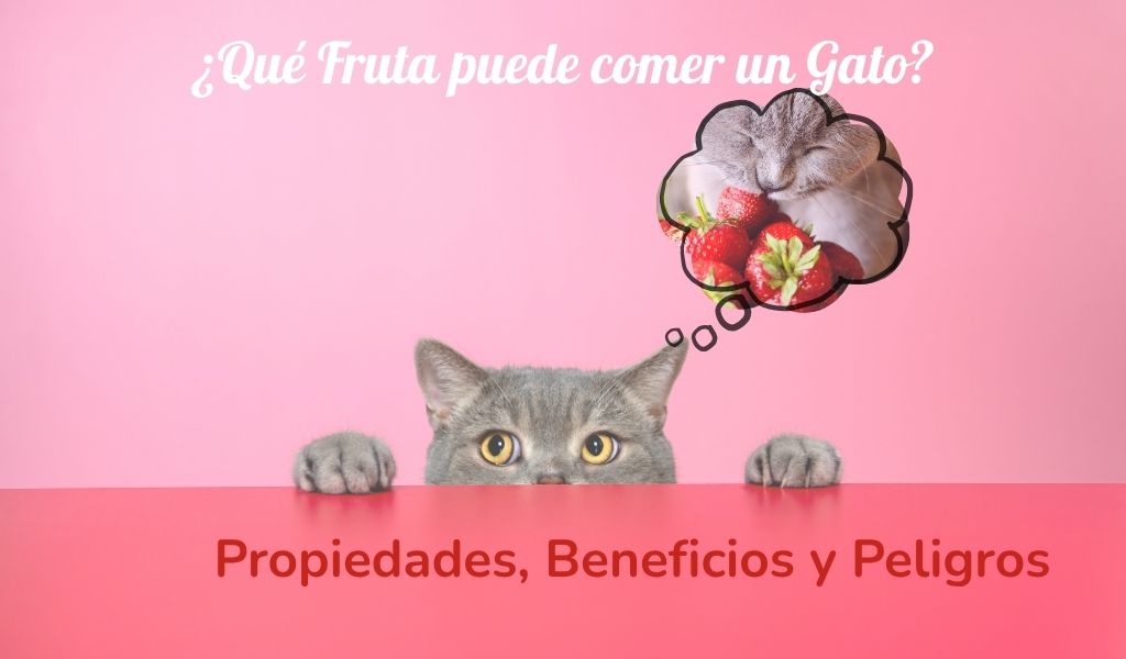 los gatos pueden comer fruta blog oh my gos