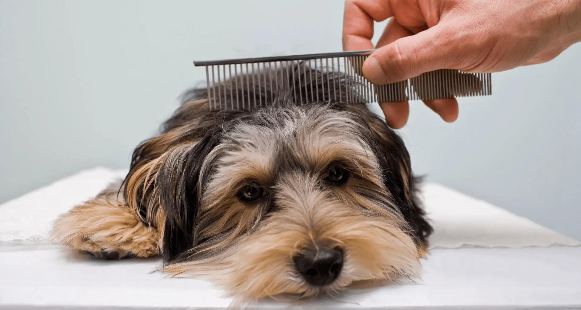 cuidar mejor la higiene de tu perro