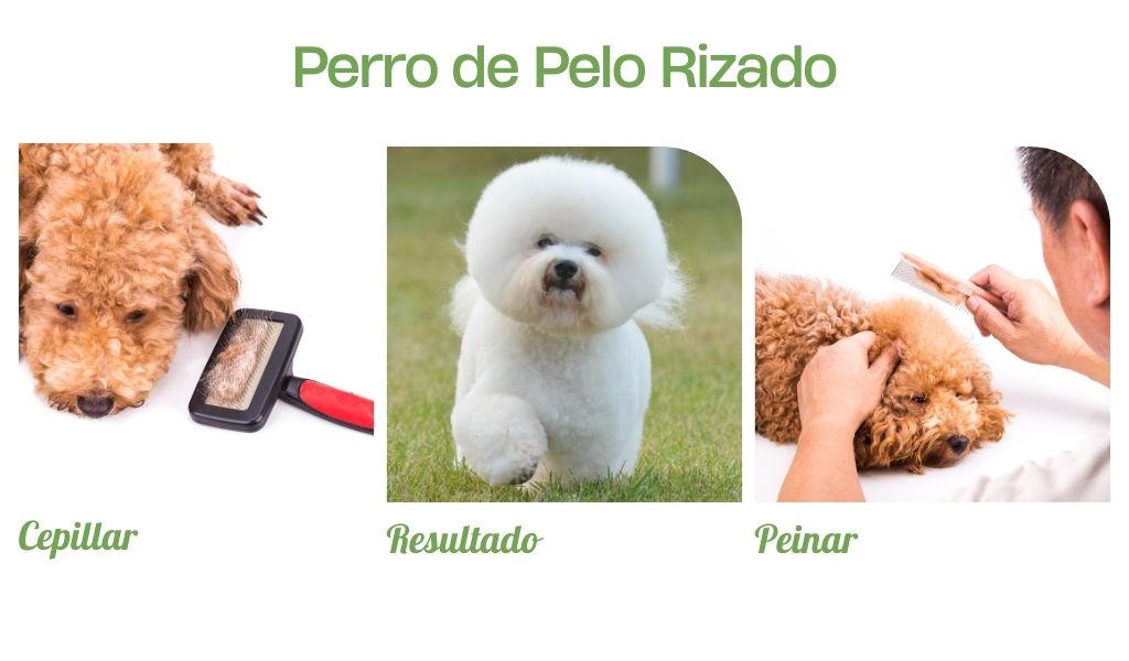 Como Peinar perro de pelo Rizado