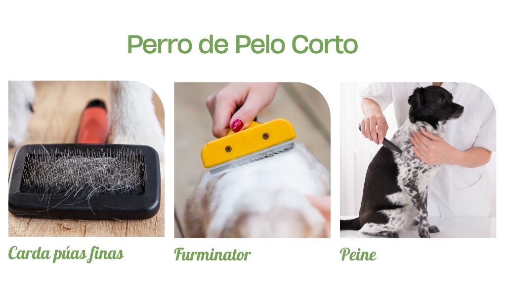 Como Peinar perro de pelo corto en oh my gos te lo explicamos