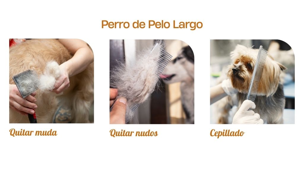 Como Peinar perro de pelo largo en oh my gos te lo explicamos todo