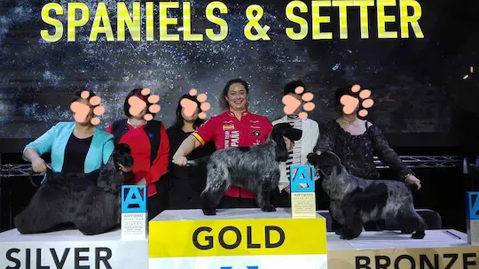 Como Peinar un Perro Nuria campeonato peluqueria canina