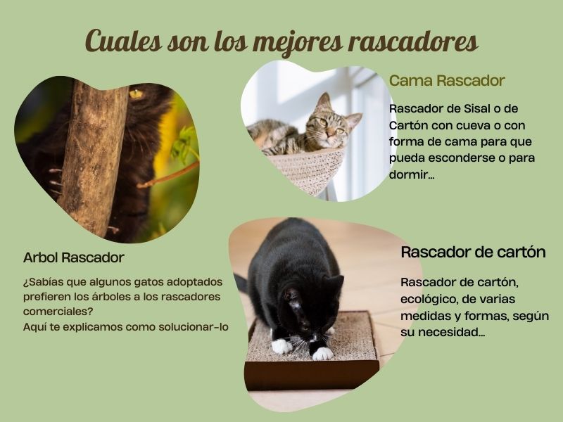 cuales son mejores rascadores para gatos blog