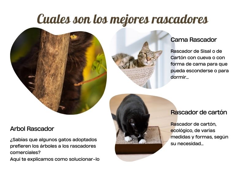 cuales son mejores rascadores para gatos blog