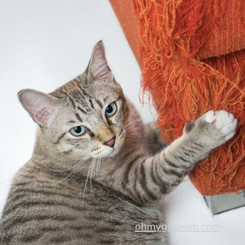 ¿Cuáles son los mejores rascadores para gatos? ohmygosweb.com - gato rascador sofa