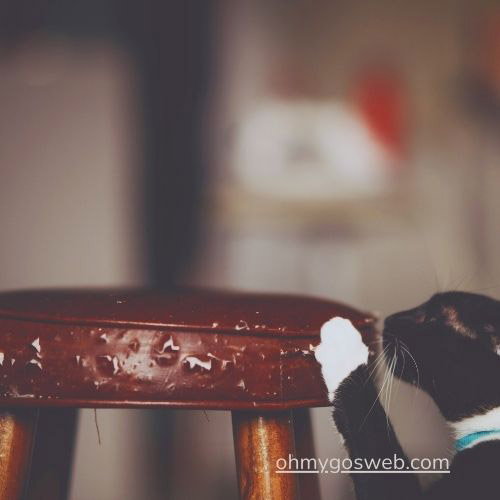 ¿Cuáles son los mejores rascadores para gatos? ohmygosweb.com - gato rascador taburete