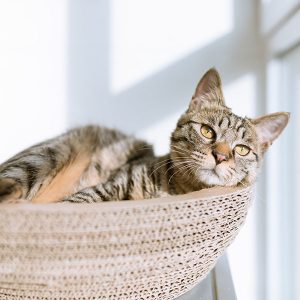 mejores rascadores para gato rascador cama