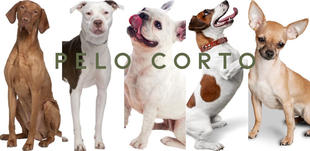 perros de pelo corto