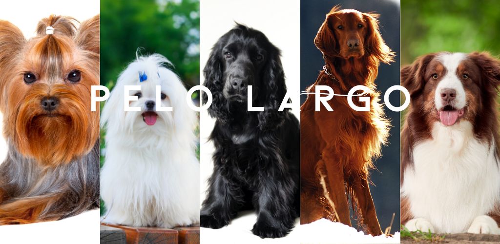 perros de pelo largo
