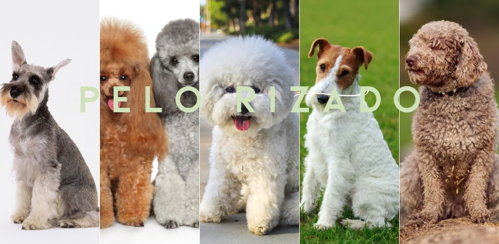 perros de pelo rizado