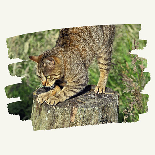 ¿Cuáles son los mejores rascadores para gatos? tronco de madera para rascar