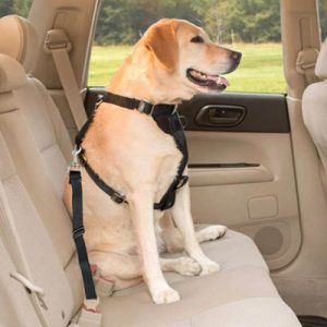 viajar con mascota