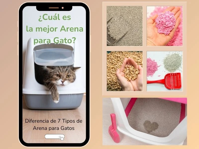 Cuál es la mejor arena para gatos? | Oh Cuál es la mejor arena para gatos? | Oh
