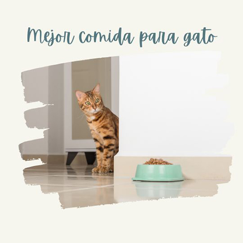 cuál es la mejor comida para gato