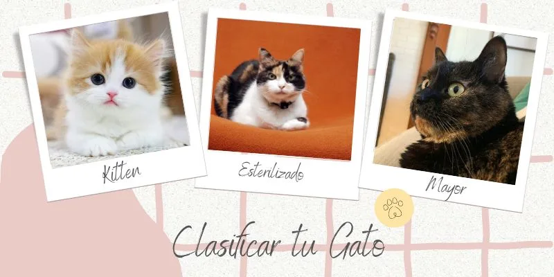 ¿Cuál es la Mejor Comida para Gato? 2025 cual es la mejor comida para gato, clasificar tu gato