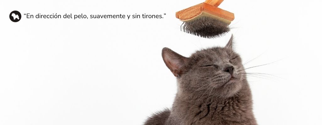 como peinar un gato