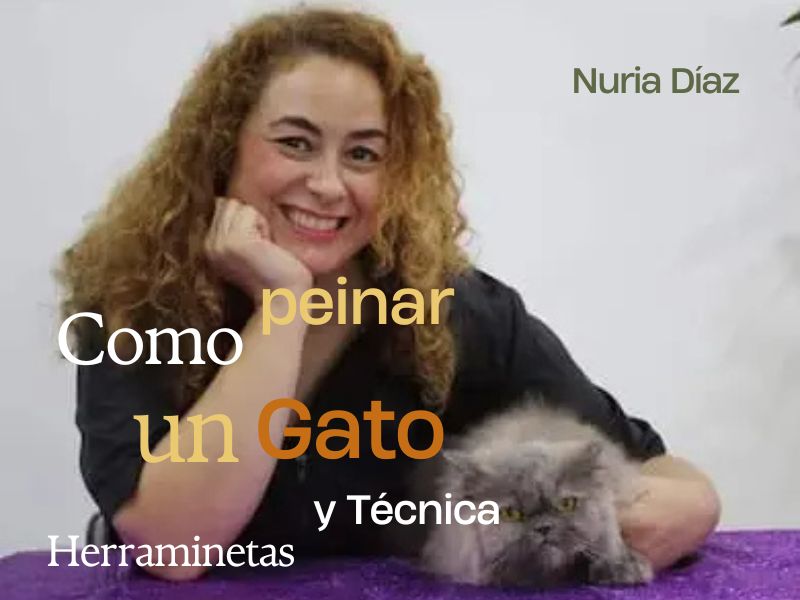 como peinar un gato herraminetas y tecnica nuria diaz en oh my gos