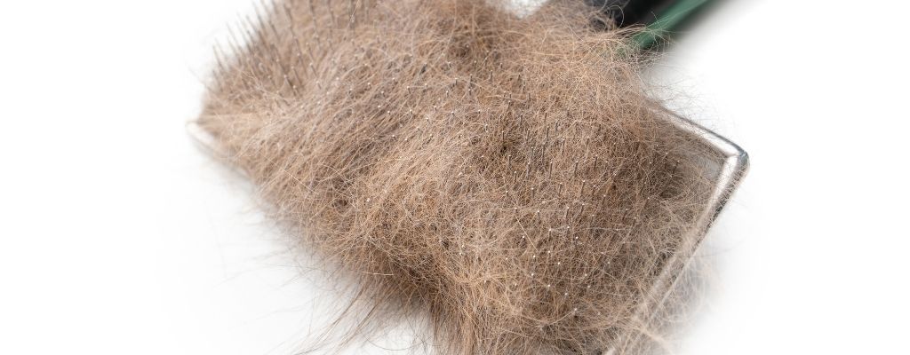 quitar muda de un gato con carda
