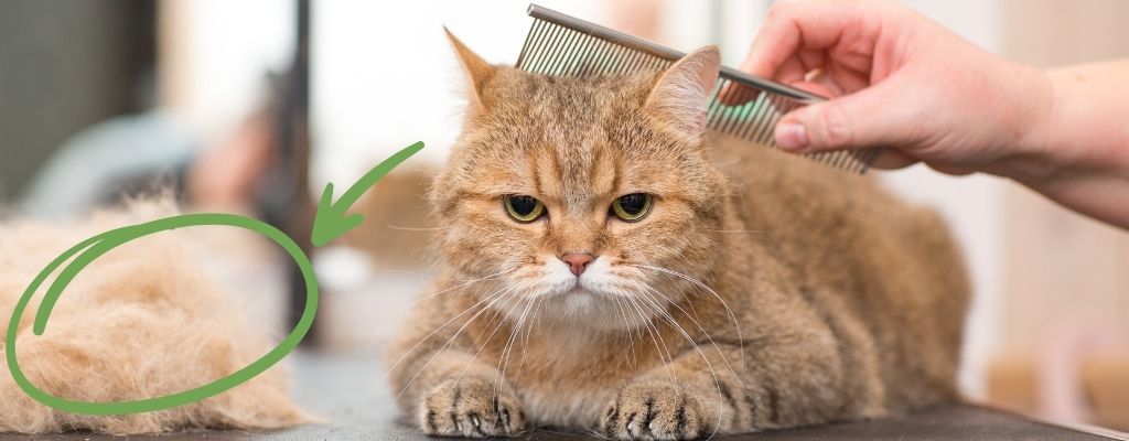 quitar muda de un gato