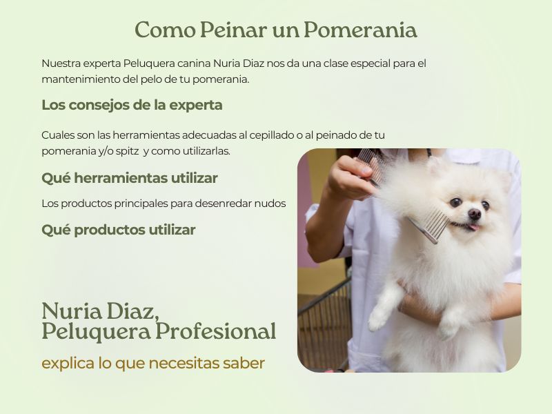 Como Peinar un Pomerania nuria diaz explica que herramientas y productos oh my gos blog