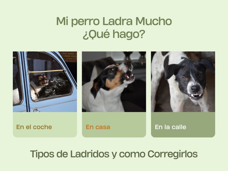 perro ladra demasiado que hago mi perro ladra mucho ¿que hago? blog oh my gos