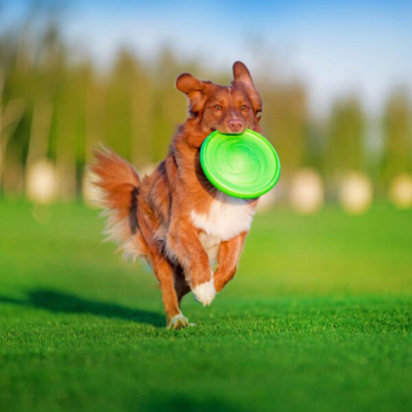 Frisbee flyber puller frisbee para perro ohmygos
