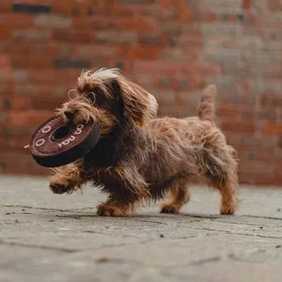 Juguete Donut para Perros - Derrick Juguete Ecológico