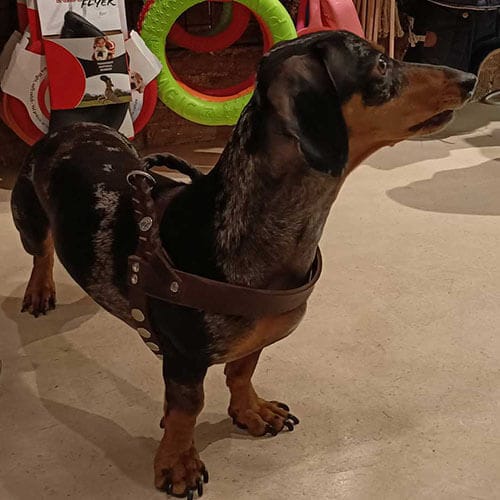 teckel arlequi oh my gos