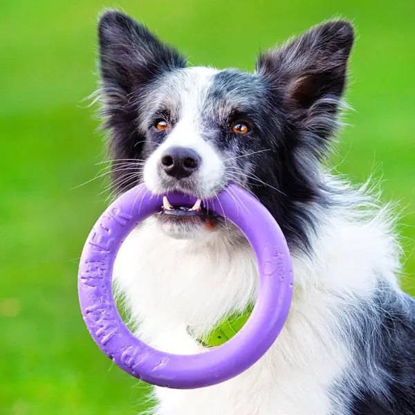 border collie puller standard