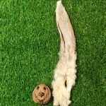 oreja de conejo para perros