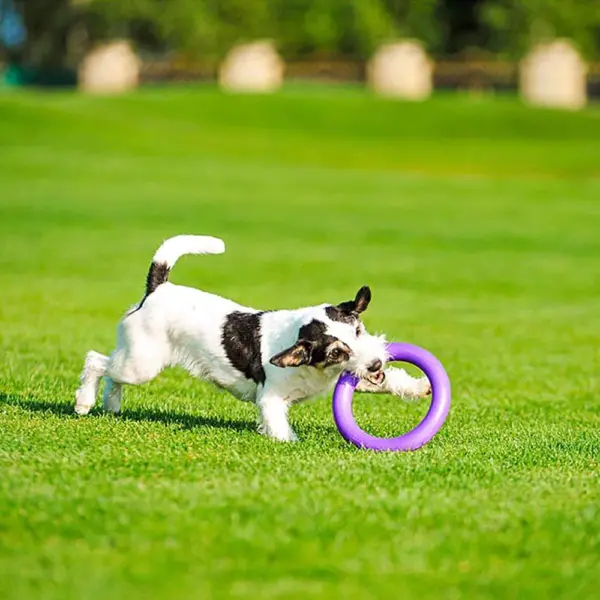 Puller Perro Entrenamiento - Imagen 2