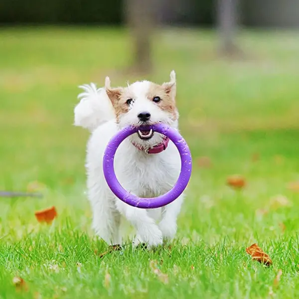 Puller Perro Entrenamiento - Imagen 3