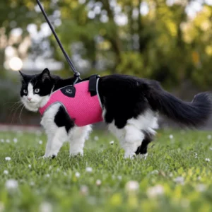 pratikopet arnes para gatos ohmygosweb.com