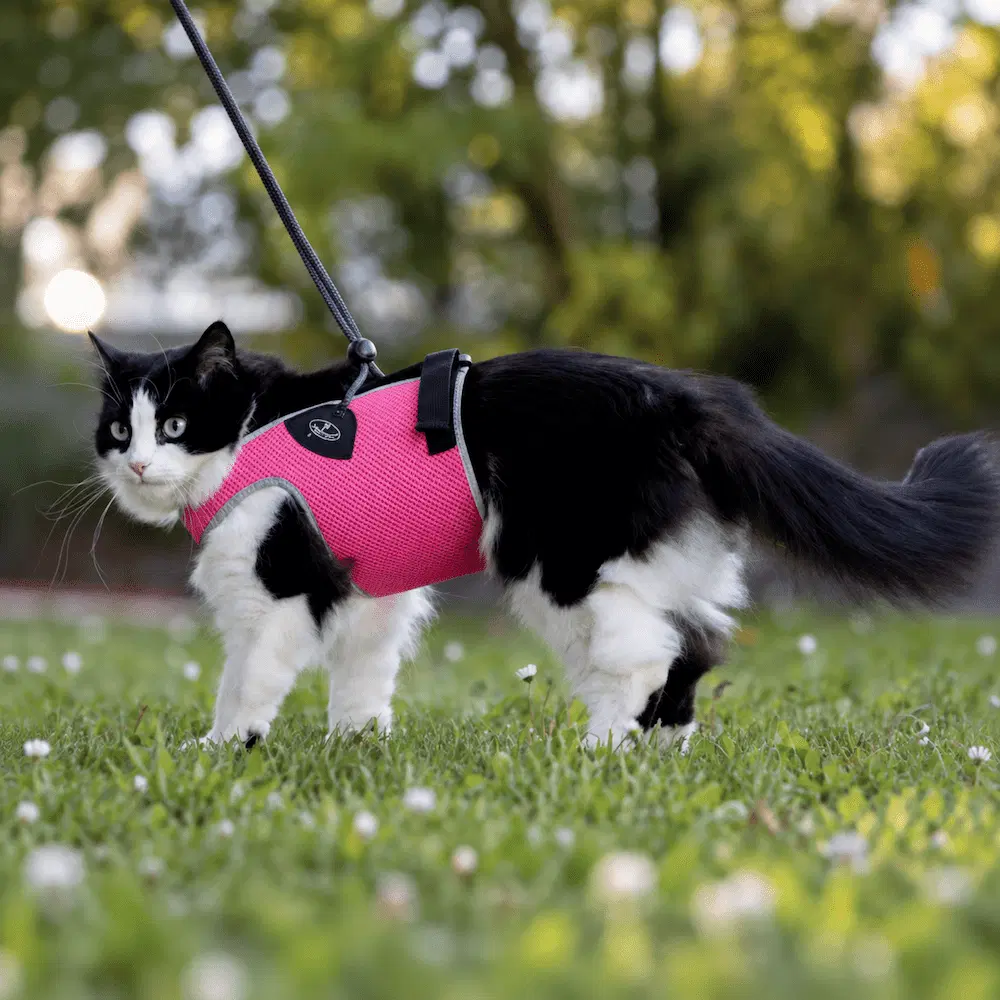 pratikopet arnes para gatos ohmygosweb.com