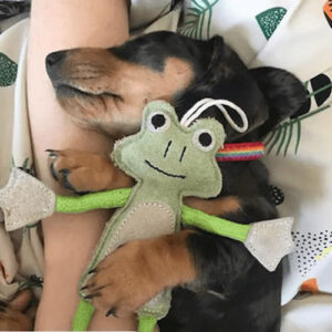 rana ecologica juguete ecologico para perros