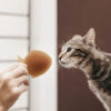 retorn rub fish juguete para gatos pez para gato oh my gos
