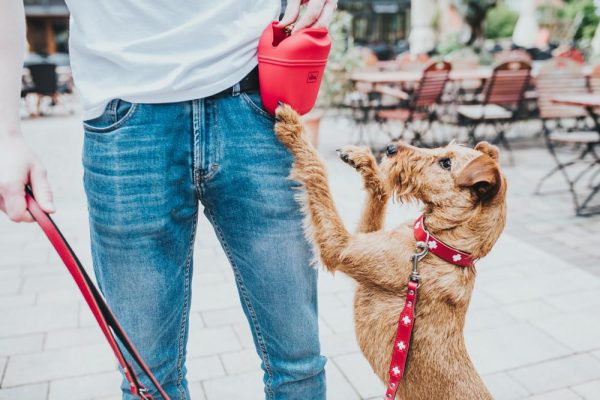 riñonera para premios perros