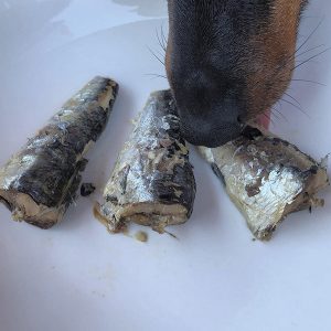 sardina para perros