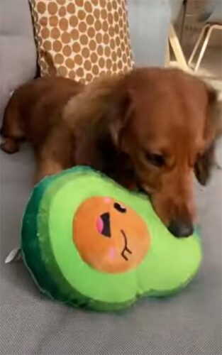 teodora una teckel jugando con peluche de aguacate