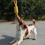 cuerda para perros